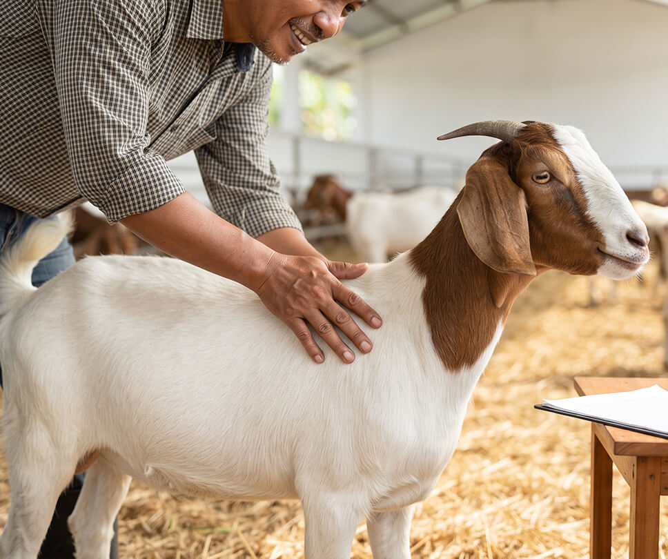 Tips Memilih Kambing Aqiqah yang Sehat
